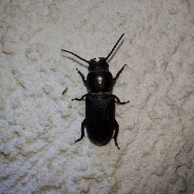 Spondylis buprestoides - erdei félcincér