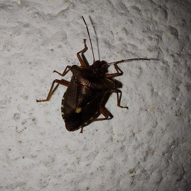 Pentatoma rufipes - vöröslábú címerespoloska Pentatoma rufipes - vöröslábú címerespoloska