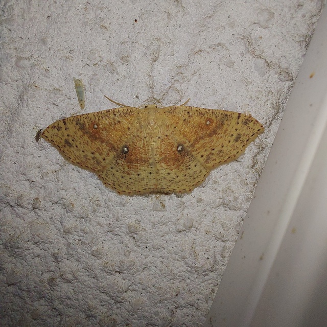 Cyclophora porata - körös pettyesaraszoló
