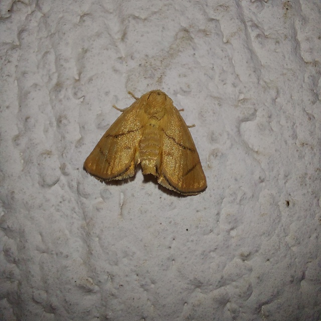 Apoda limacodes - kagylólepke