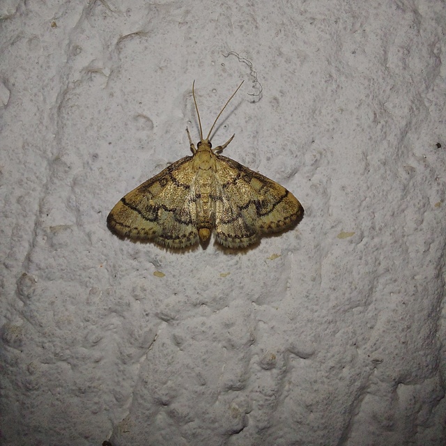 Metasia ophialis - kígyósávos tűzmoly