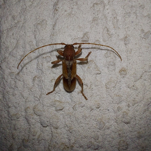 Trichoferus pallidus - sápadt éjicincér