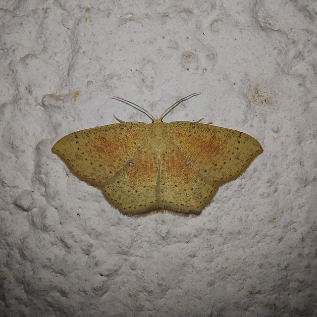 Cyclophora porata - körös pettyesaraszoló