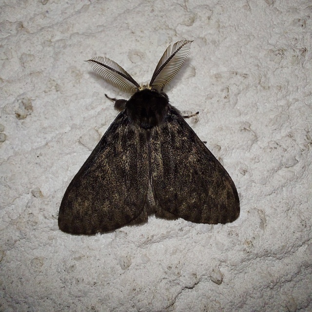 Lymantria monacha - apácalepke