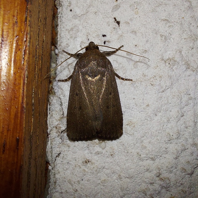 Amphipyra tragopoginis - bakszakállbagoly