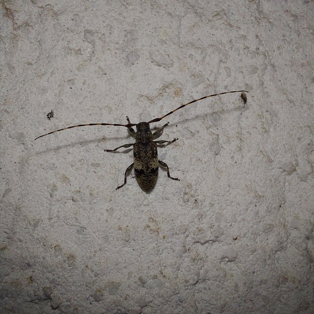 Leiopus nebulosus - öves gesztcincér