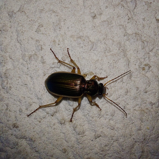 Chlaenius spoliatus - csupasz bűzfutó