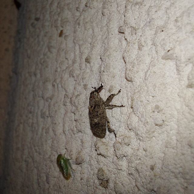 Gasterocercus depressirostris - laposorrú ormányos