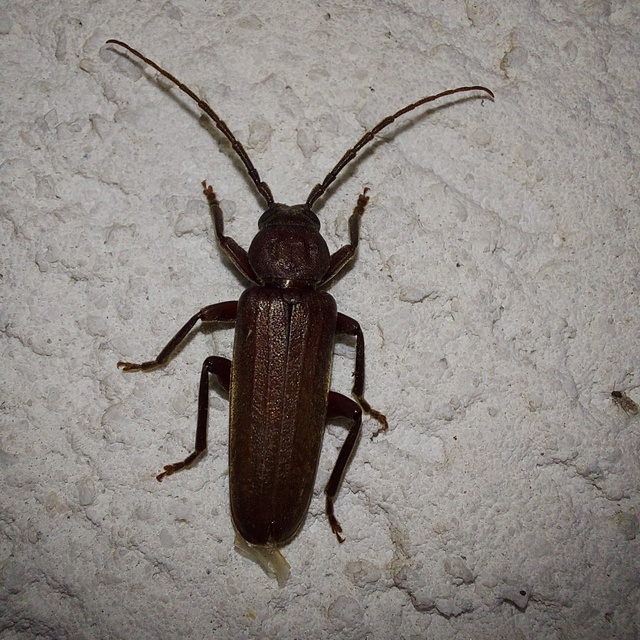 Arhopalus rusticus - gödrösnyakú cincér