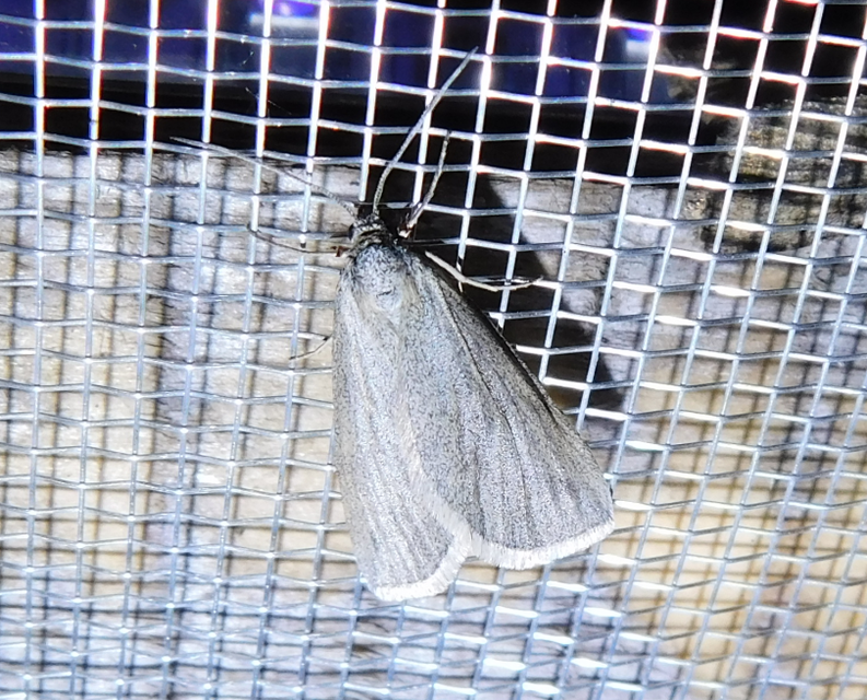 Lithostege griseata - szürke araszoló