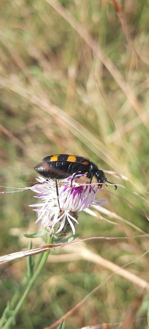 Mylabris variabilis - szalagos hólyaghúzó Mylabris variabilis - szalagos hólyaghúzó