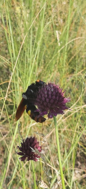 Megascolia maculata - óriás-tőrösdarázs