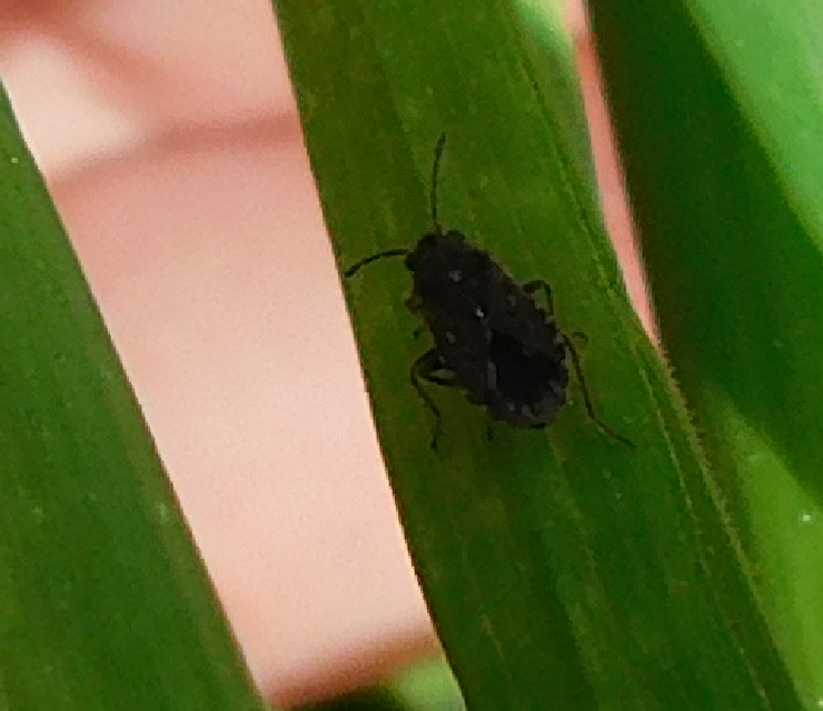 Lygaeosoma sardeum - közönséges rácsosbodobács