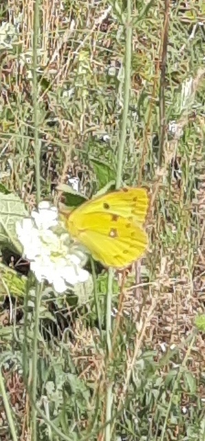 Colias alfacariensis - déli kéneslepke