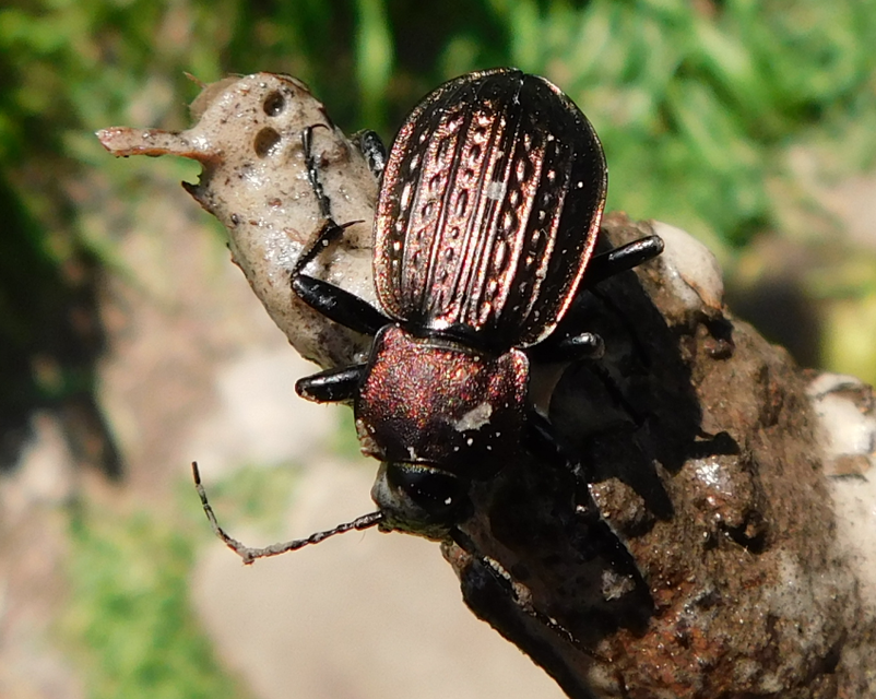 Carabus ulrichii - rezes futrinka Carabus ulrichii - rezes futrinka