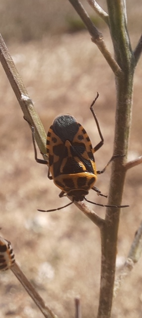 Eurydema