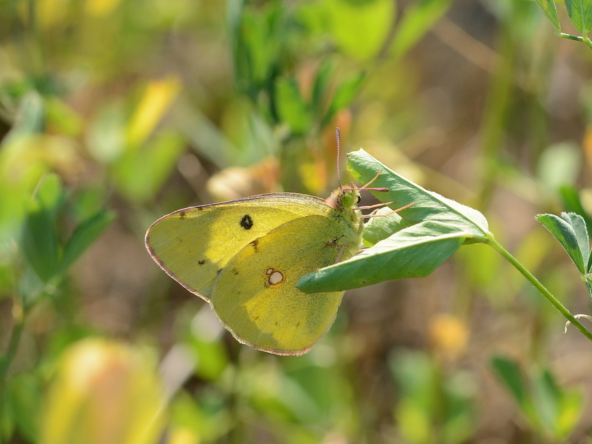 Colias erate - csángó-kéneslepke