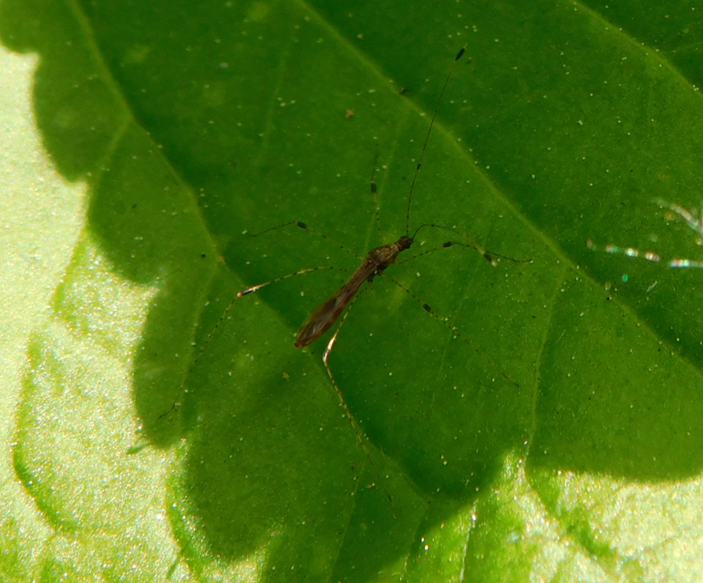Metacanthus