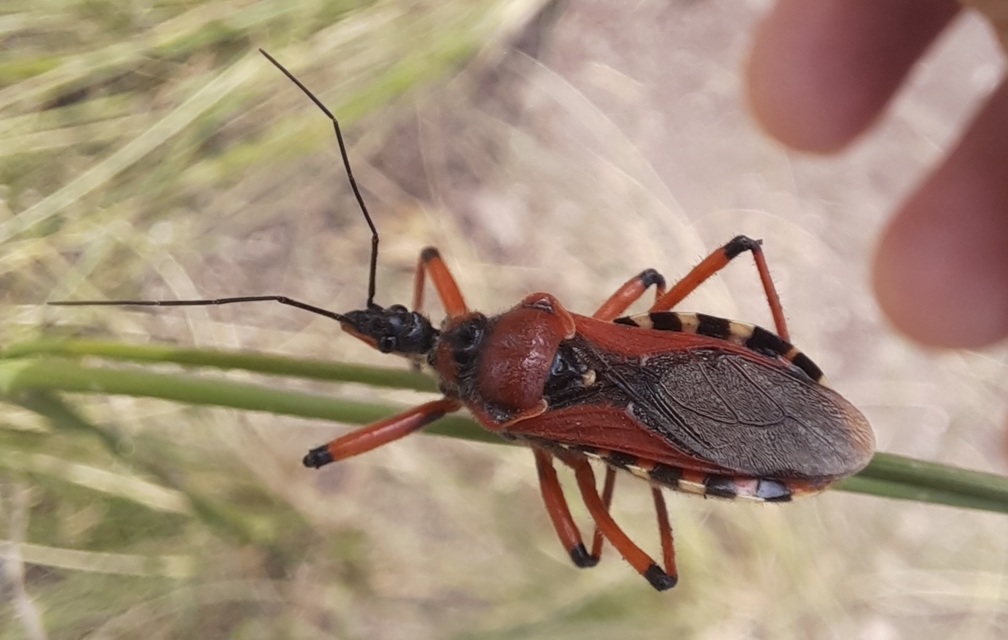 Rhynocoris iracundus - közönséges gyilkospoloska