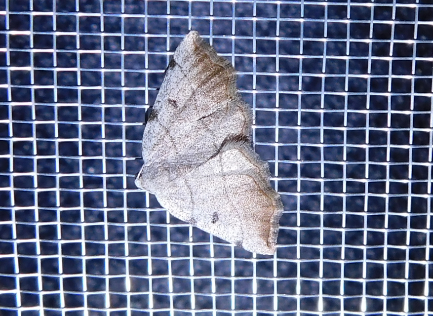 Eilicrinia trinotata - háromjegyű araszoló