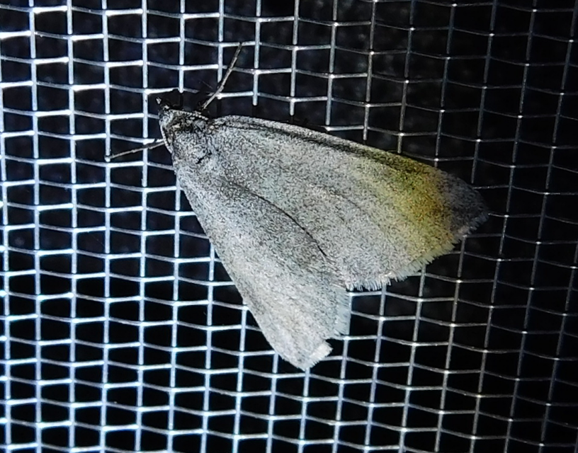 Lithostege griseata - szürke araszoló
