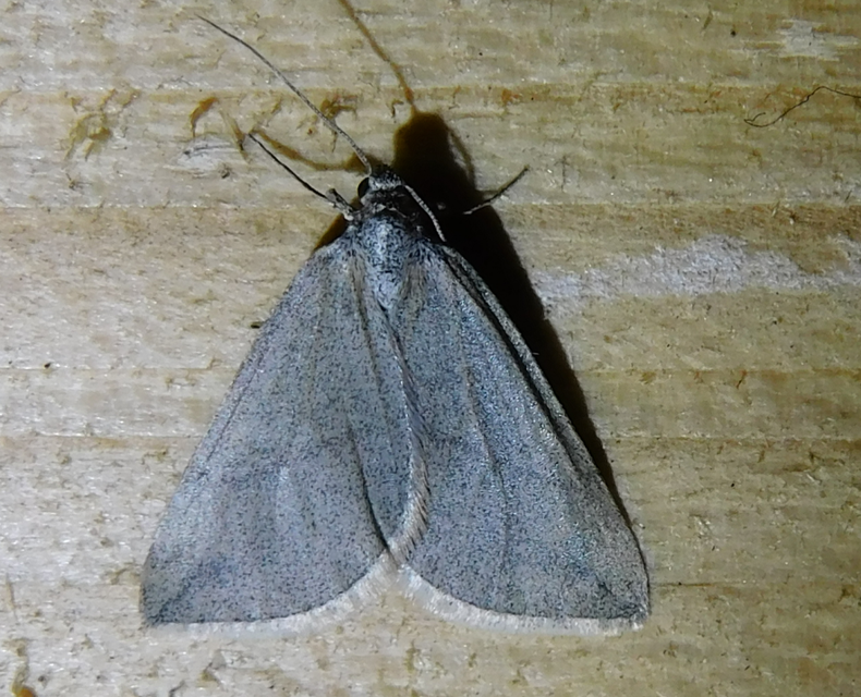 Lithostege griseata - szürke araszoló
