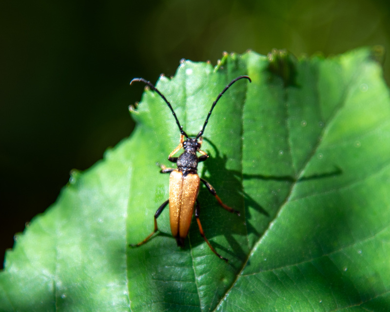 Stictoleptura rubra - vörös virágcincér
