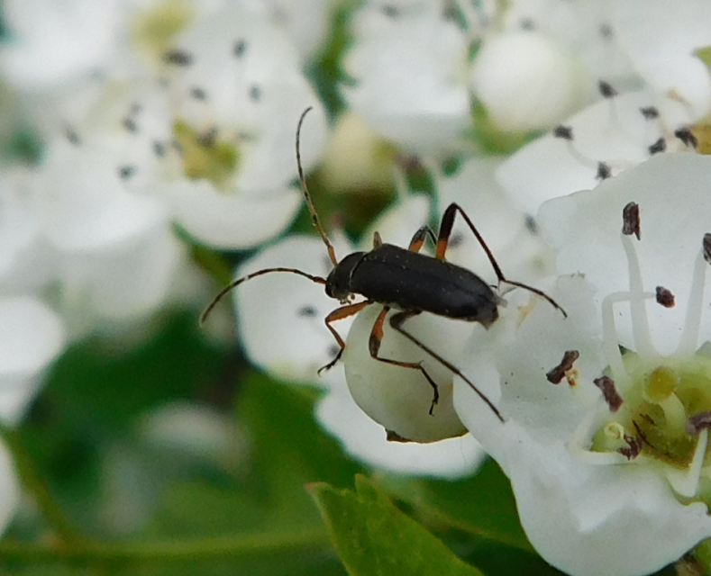 Grammoptera ruficornis - gyűrűscsápú galagonyacincér Grammoptera ruficornis - gyűrűscsápú galagonyacincér