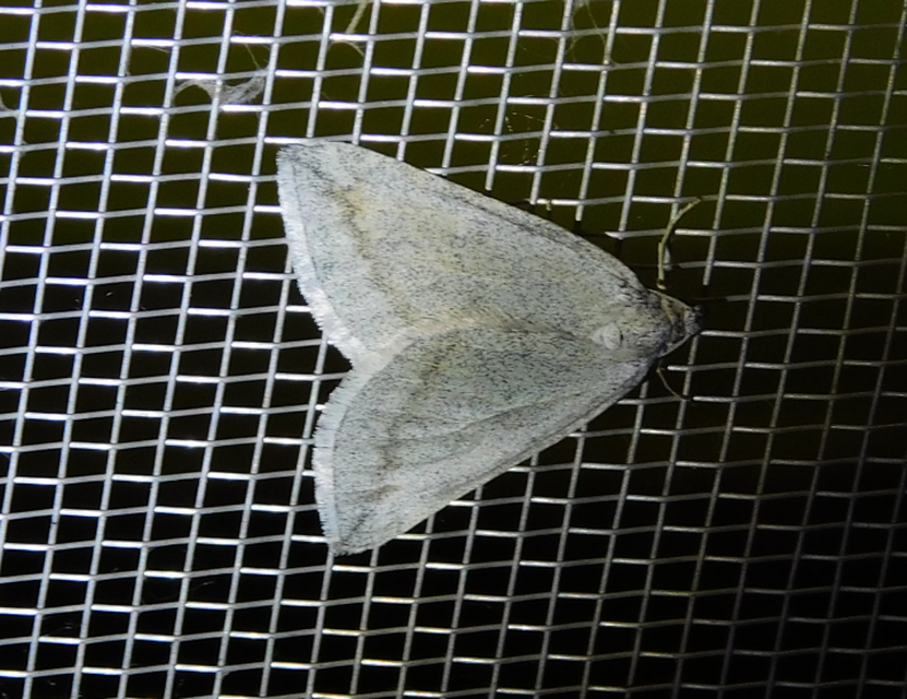 Lithostege griseata - szürke araszoló