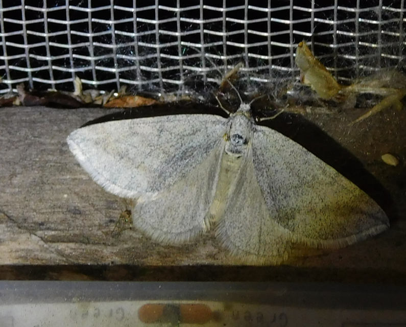 Lithostege griseata - szürke araszoló