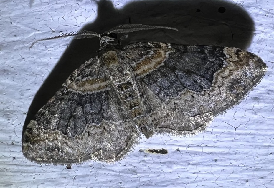 Xanthorhoe ferrugata - kerti tarkaaraszoló
