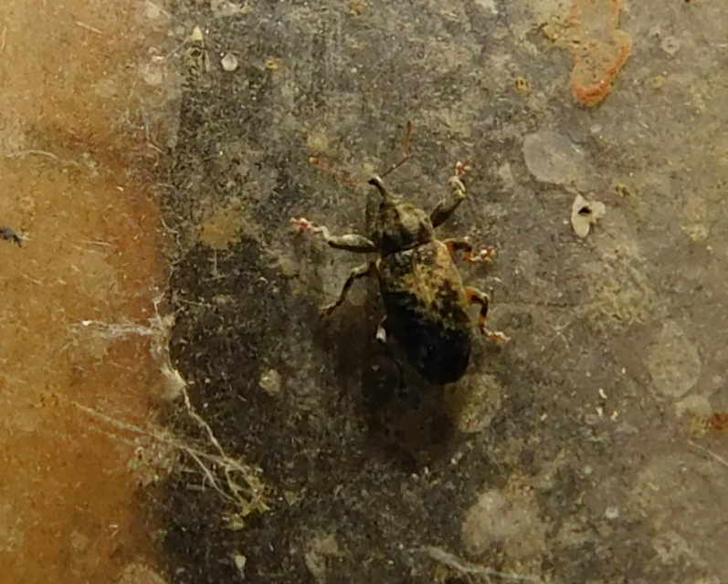 Dorytomus tremulae - rezgőnyár-hangormányos