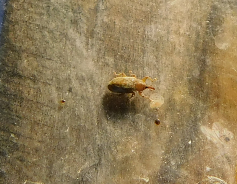 Dorytomus villosulus - sárgás hangormányos