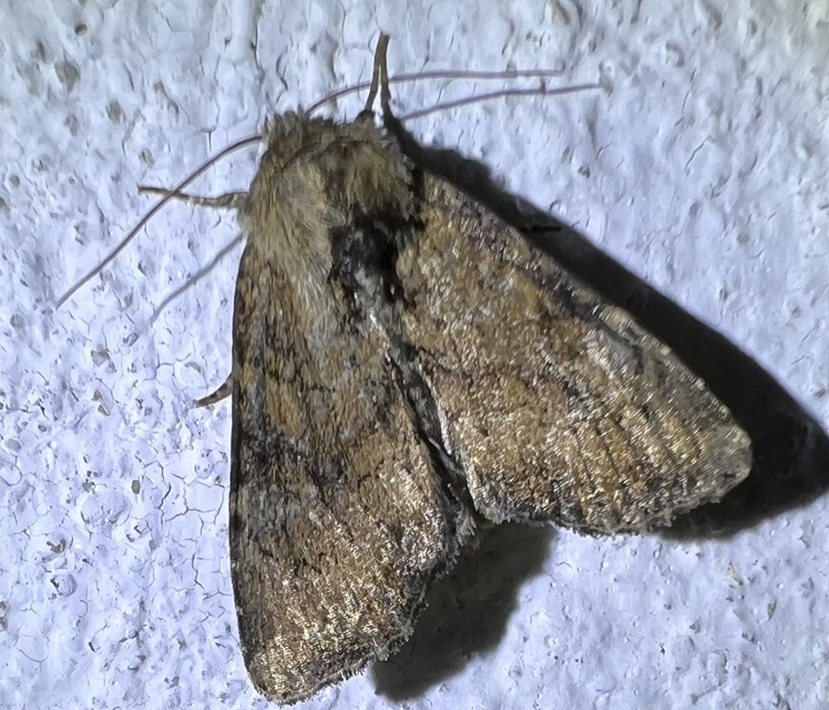 Loscopia scolopacina - csinos dudvabagoly