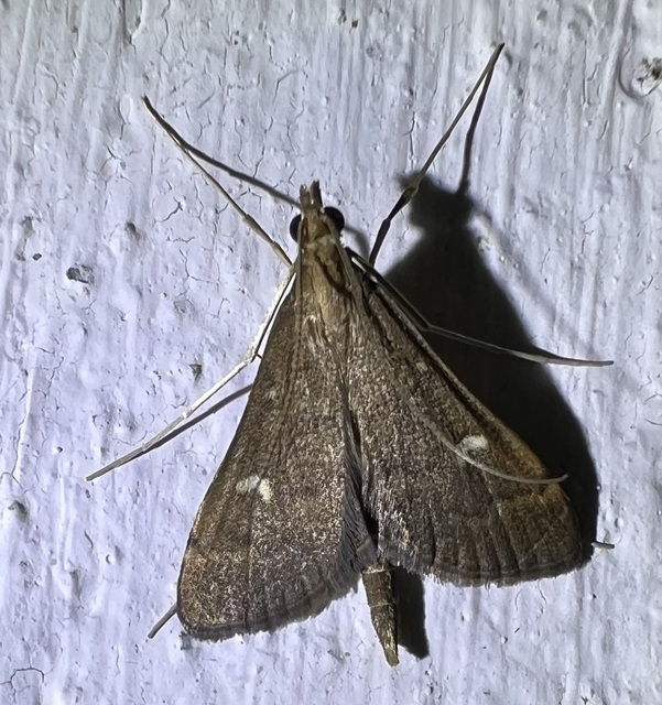 Dolicharthria punctalis - hosszúlábú tűzmoly