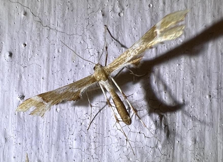 Cnaemidophorus rhododactyla - rózsabogyó-tollasmoly