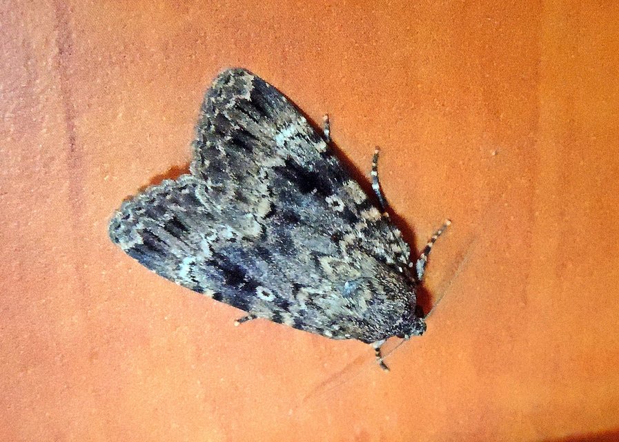 Amphipyra berbera/pyramidea