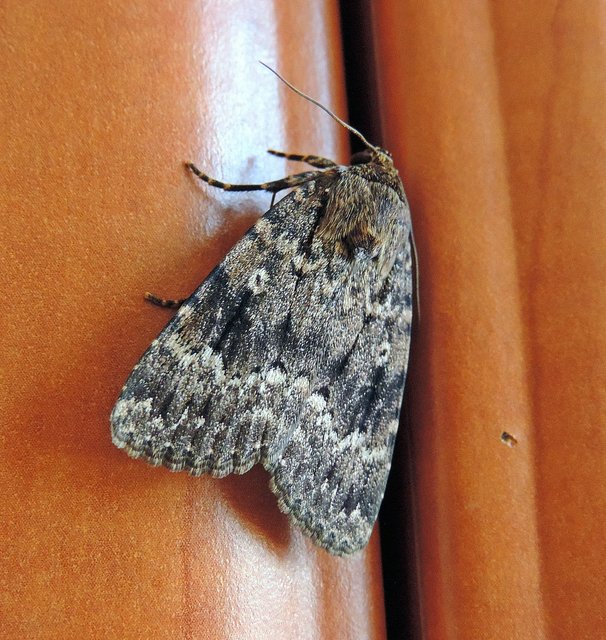 Amphipyra berbera/pyramidea