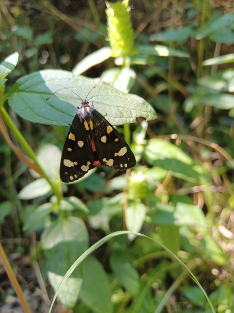 Callimorpha dominula - fémes medvelepke