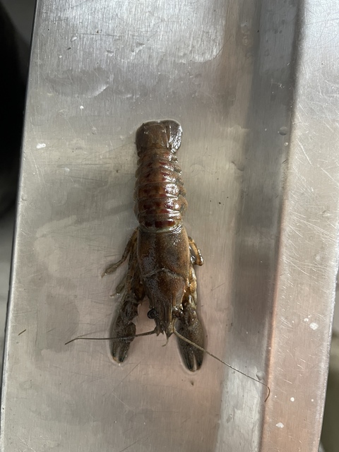 Crustacea - Rákok