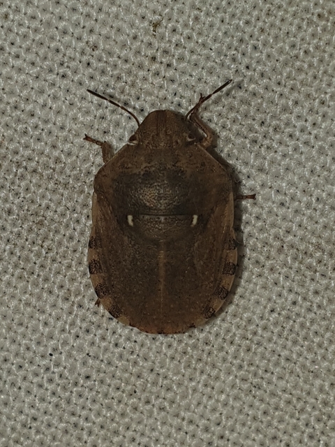 Eurygaster Eurygaster