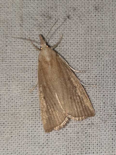 Calamotropha paludella - barna nádlevélmoly