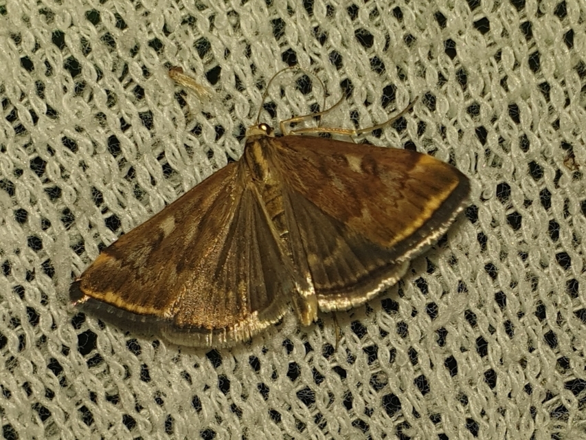 Loxostege sticticalis - muszkamoly