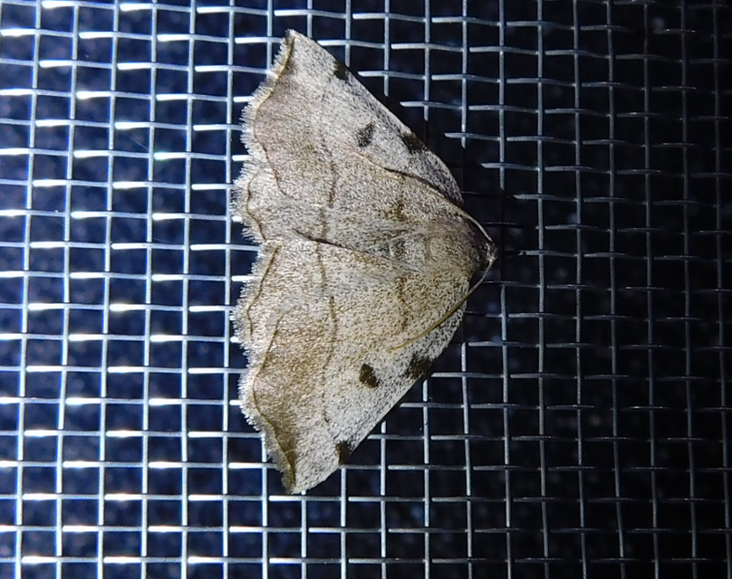 Eilicrinia trinotata - háromjegyű araszoló