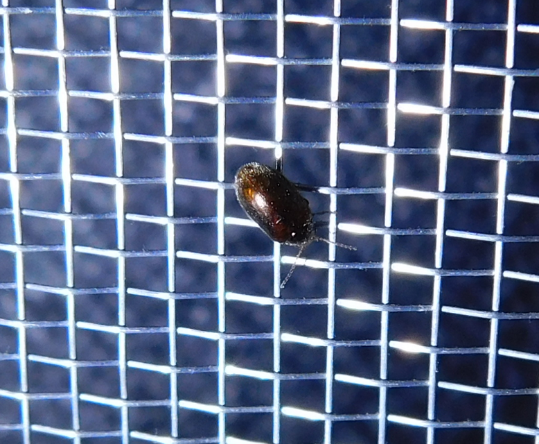 Scirtidae - rétbogárfélék