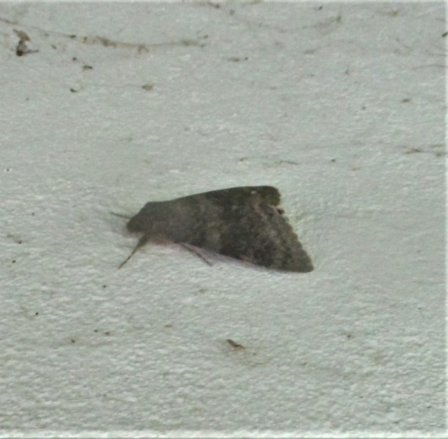 Catocala elocata - közönséges övesbagoly