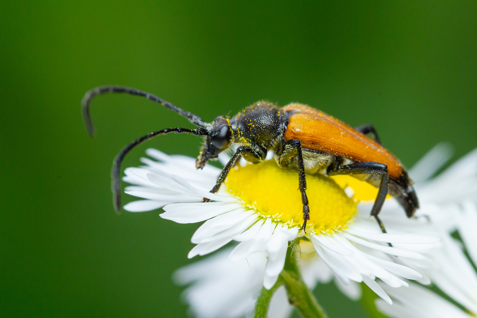 Stictoleptura fulva - vörhenyes virágcincér