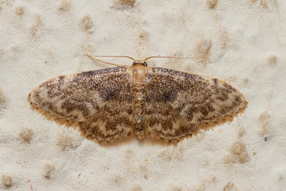 Idaea inquinata - mintás apróaraszoló