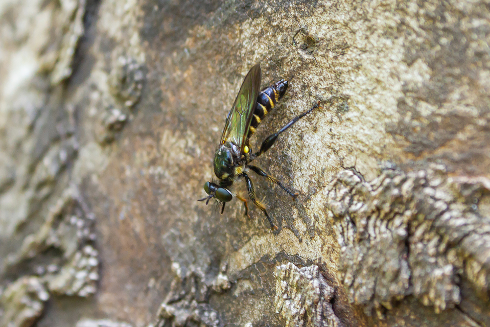 Choerades fimbriata/fulva