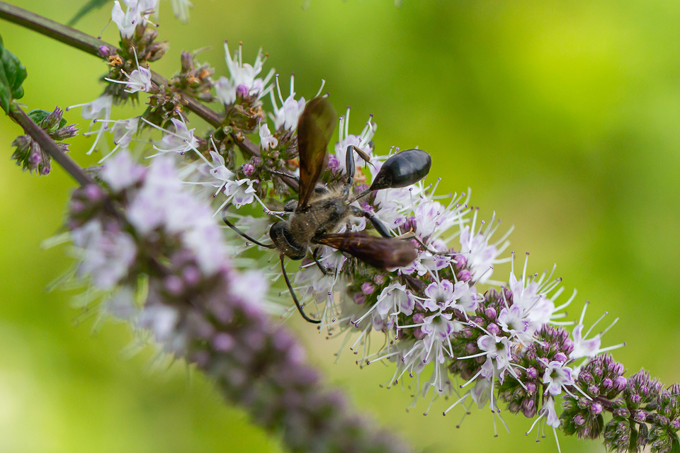 Isodontia mexicana - mexikói fűdarázs